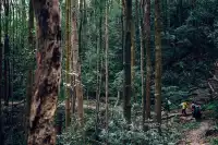 旗山森林公園徒步偶遇猴哥!20km古道+網紅