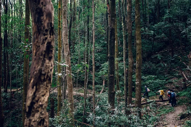 旗山森林公園徒步偶遇猴哥!20km古道+網紅 旗山森林公園徒步偶遇猴哥!20km古道+網紅