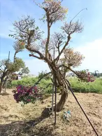 南灣花鎮，一定要來！！！