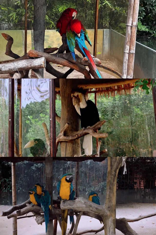 30歲小登一人5h 免門票遊上海野生動物園 30歲小登一人5h 免門票遊上海野生動物園