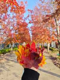 陽澄湖楓葉真的美到窒息超詳細攻略來啦 深秋的蘇州 簡直是人間天堂 除了人山人海的天