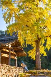 溫州百年銀杏樹已黃且牢固