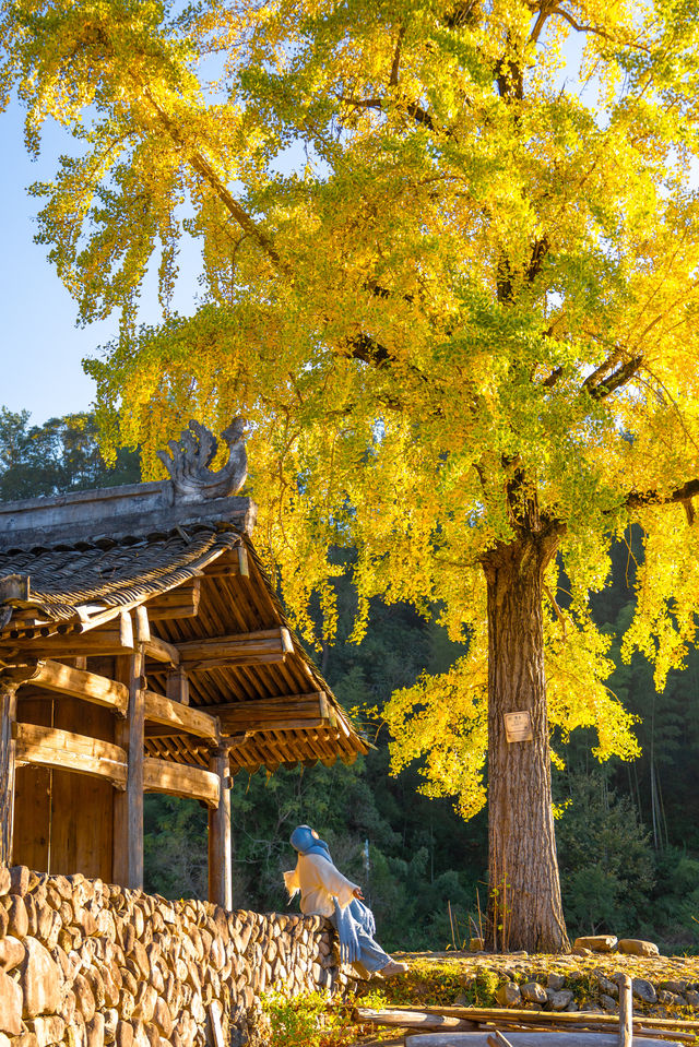 溫州百年銀杏樹已黃且牢固 溫州百年銀杏樹已黃且牢固