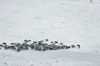 蘭州周邊雪國世界|馬牙雪山-烏鞘嶺