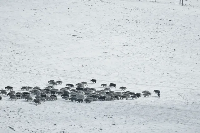 蘭州周邊雪國世界|馬牙雪山-烏鞘嶺 蘭州周邊雪國世界|馬牙雪山-烏鞘嶺