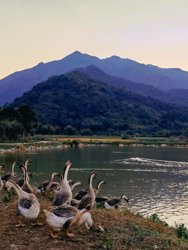 肇慶寶藏露營地！SOUL營躺平也太爽了吧