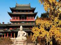 深秋南京,秒變被銀杏包圍的金陵