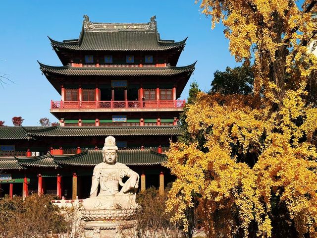 深秋南京,秒變被銀杏包圍的金陵 深秋南京,秒變被銀杏包圍的金陵