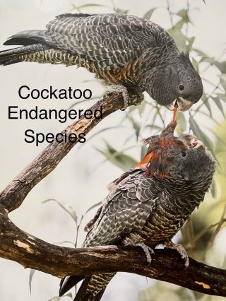 A Surprising and Vast Australian Museum