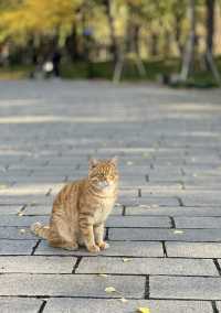 被銀杏包裹的初冬