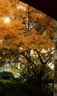 12.3上海超絕!延中綠地楓葉銀杏