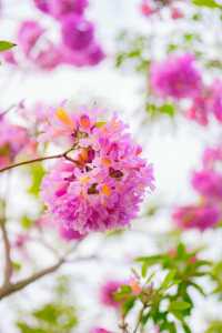 西湖公園紫花風鈴木綻放,冬日浪漫限時賞
