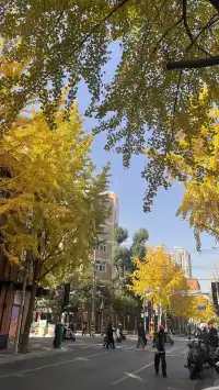 11月28日實況!局門路銀杏濃度已達85%