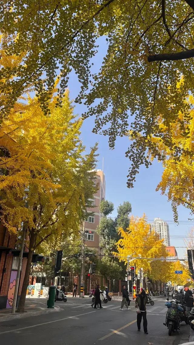 11月28日實況!局門路銀杏濃度已達85% 11月28日實況!局門路銀杏濃度已達85%