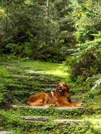 帶狗子去川西「小瑞士」阿布的若丁山|誰說川西只有稻城