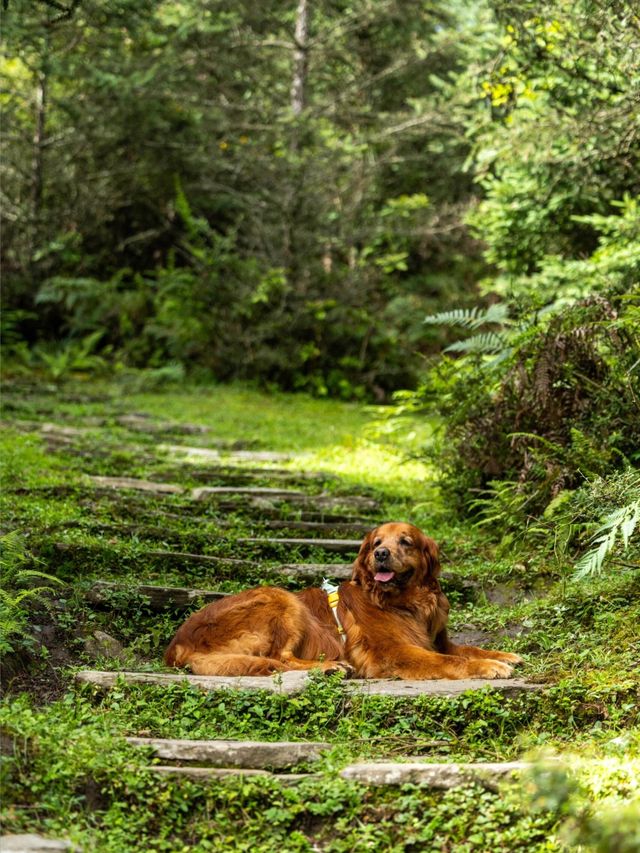 帶狗子去川西「小瑞士」阿布的若丁山|誰說川西只有稻城