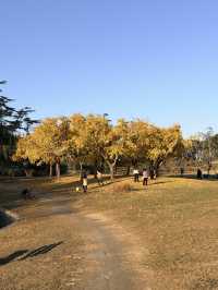 12月共青楓葉紅了銀杏黃了(附出片打卡點)