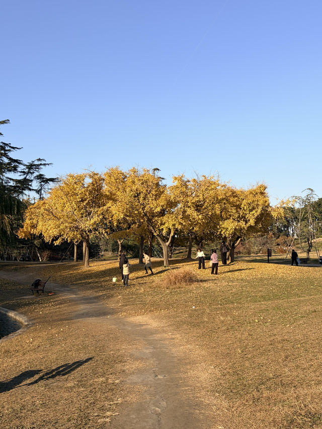 12月共青楓葉紅了銀杏黃了(附出片打卡點) 12月共青楓葉紅了銀杏黃了(附出片打卡點)