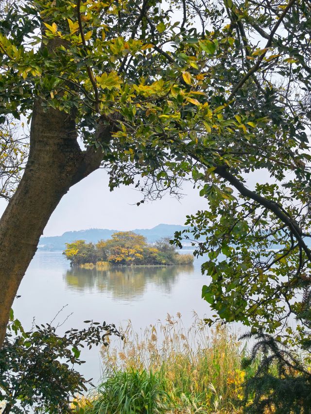 行者遊記|寧波黃金大道東錢湖Zui上鏡銀杏林 行者遊記|寧波黃金大道東錢湖Zui上鏡銀杏林