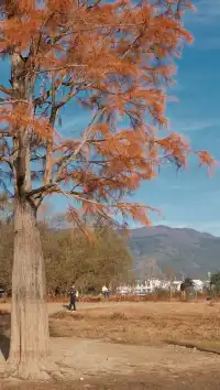 南京周邊遊——皖南的秋