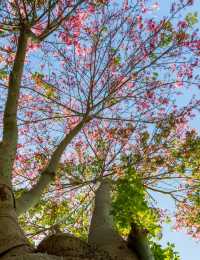 初冬植園粉韻濃:異木棉綴夢,暖居伴清歡