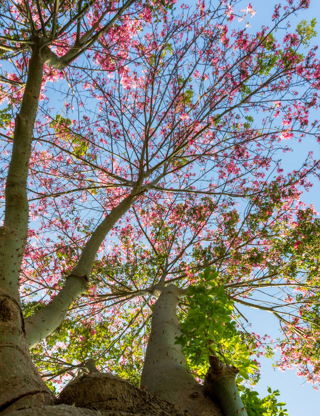 初冬植園粉韻濃:異木棉綴夢,暖居伴清歡 初冬植園粉韻濃:異木棉綴夢,暖居伴清歡