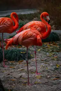 上海動物園‖動物攝影師的天堂