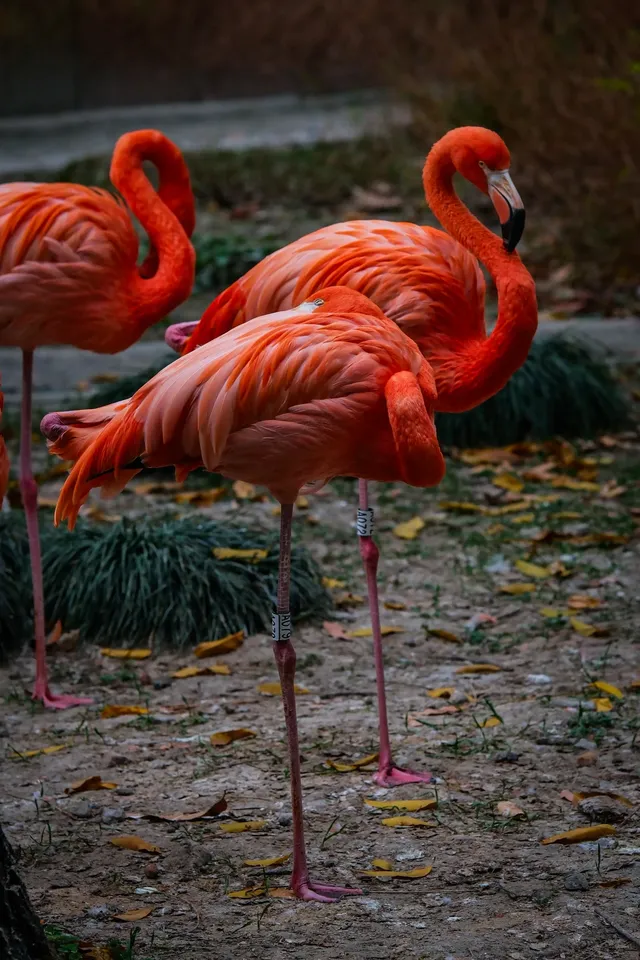 上海動物園‖動物攝影師的天堂 上海動物園‖動物攝影師的天堂