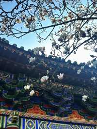 真慶觀的玉蘭花又開了…