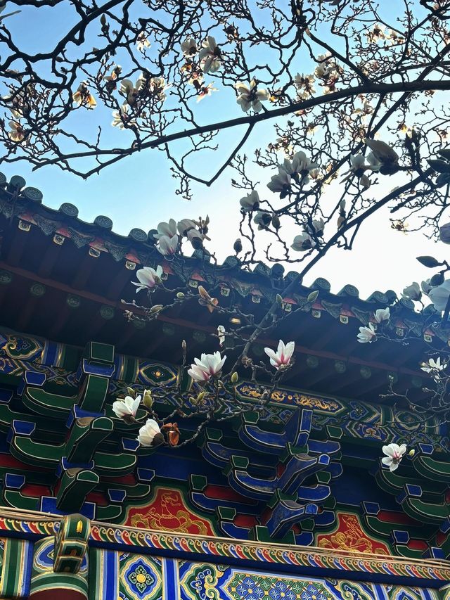 真慶觀的玉蘭花又開了… 真慶觀的玉蘭花又開了…