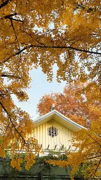 賞銀杏~一定要來玄武湖梁洲覽勝閣~