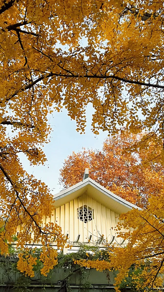 賞銀杏~一定要來玄武湖梁洲覽勝閣~ 賞銀杏~一定要來玄武湖梁洲覽勝閣~