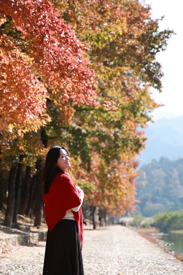 永嘉紅楓古道的紅楓紅了 永嘉紅楓古道的紅楓紅了