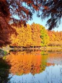 闖入紅衫秘境,開啟浪漫划船之旅