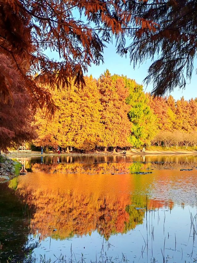 闖入紅衫秘境,開啟浪漫划船之旅 闖入紅衫秘境,開啟浪漫划船之旅