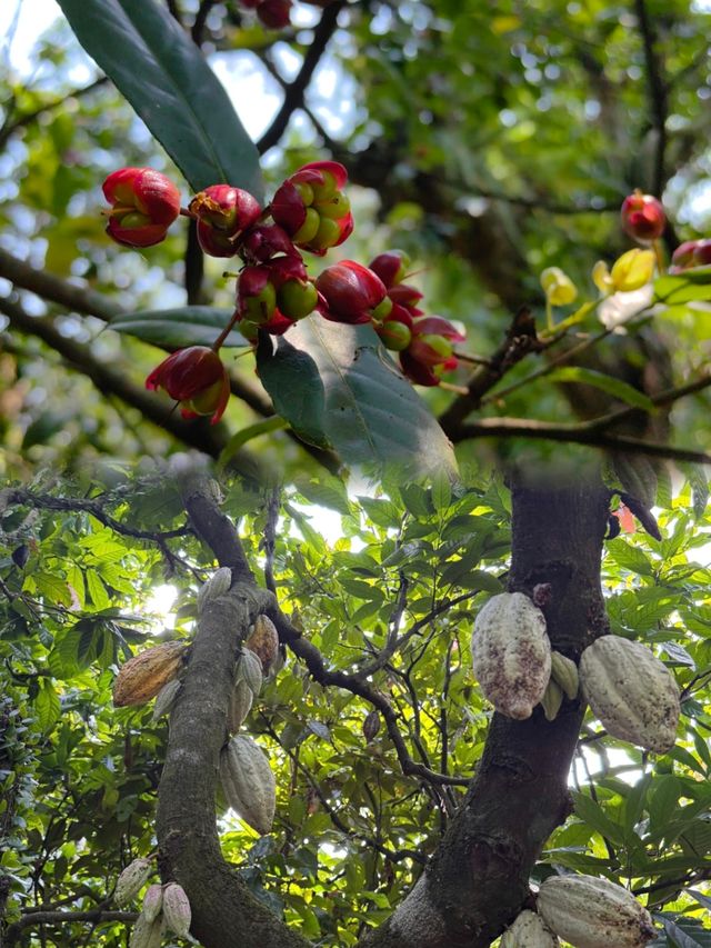萬寧不止有海|闖入740畝熱帶植物王國 萬寧不止有海|闖入740畝熱帶植物王國