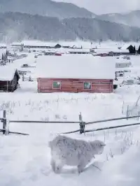 阿達西,今年的禾木我來看了