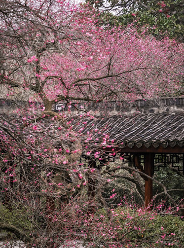 春は来ては去っていき、私の春もやがてやって来ます。 | Trip.com 杭州