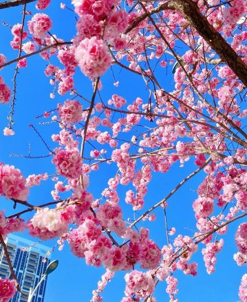 春城の風🫧が桜をピンクの海に吹き上げる | Trip.com 昆明