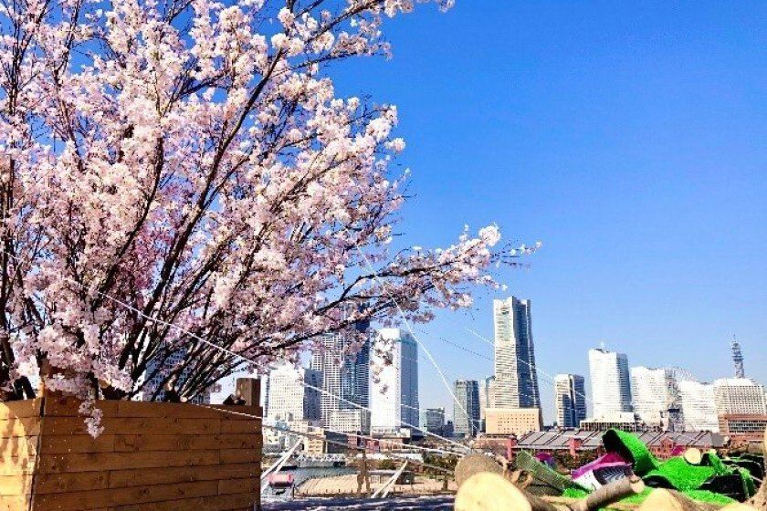2026年大桟橋桟橋の桜の絶景 | Trip.com 横浜