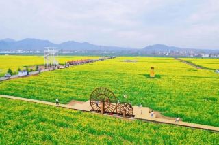 ดอกเรพซีดในมณฑลเหอหนานกำลังบานสะพรั่ง พื้นที่หลายพันไร่เต็มไปด้วยสีทองอร่ามต้อนรับฤดูใบไม้ผลิ