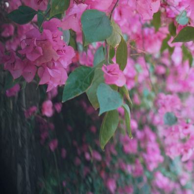 Huaying Road Landscape Park｜Amid Bougainvillea Clusters, Discover
