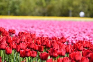 2026年胎內市鬱金香節：花海與燈光秀