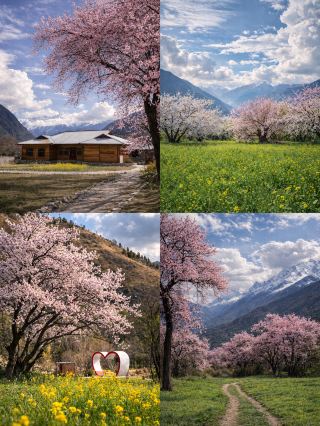 チベットの小江南、林芝の雪山と桃の花の海のロマンティックな衝撃