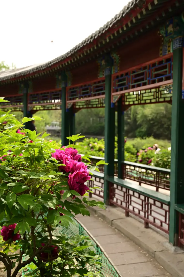Going to the zoo not to see animals, but to see peonies