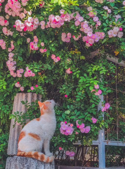 ピンクバラ お花 猫 バラ 南芸バラ 2匹の猫 花と猫が ピンクバラ お花 猫 バラ 南芸バラ 2匹の猫 花と猫が