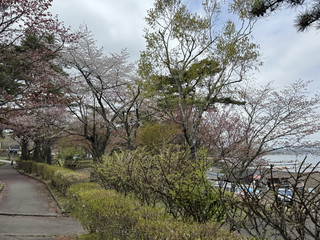 山中湖畔 桜の秘境 富士山麓の白鳥の湖