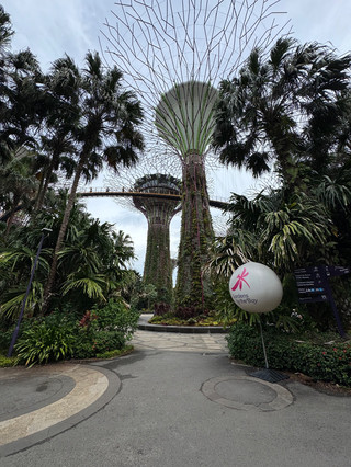 Singapore Gardens by the Bay | A must-visit night spot and tropical plant paradise 