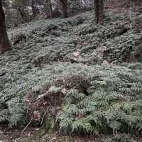 영화 “아바타”가 생각나는 거대한 숲, 비자림 🌳