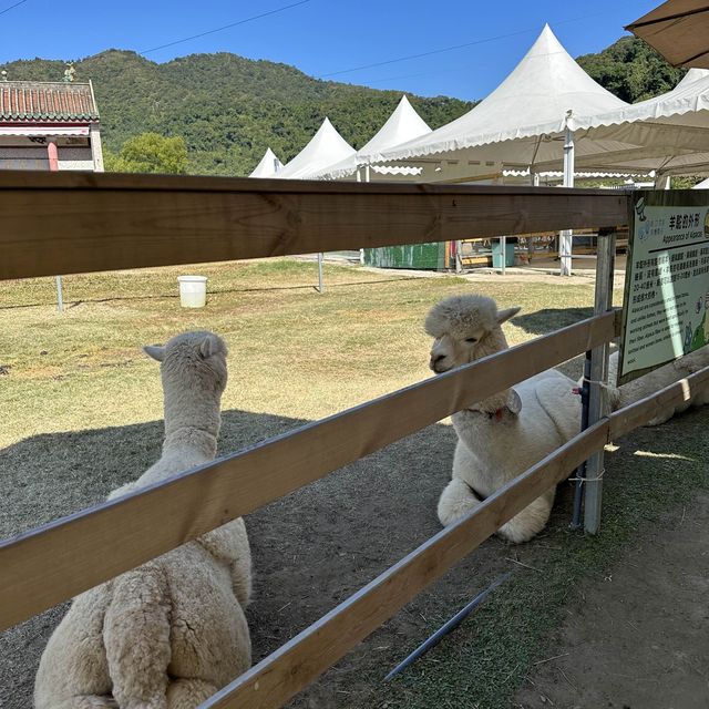 新年親親羊駝🦙羊咩咩🐑兔兔🐰❤️🍊